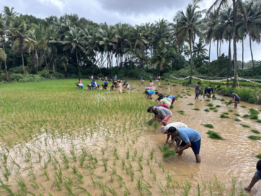 Paddy transplantation